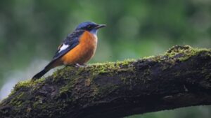 SandstrandSEO mit Vogel